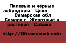 Палевые и чёрные лабрадоры › Цена ­ 17 000 - Самарская обл., Самара г. Животные и растения » Собаки   